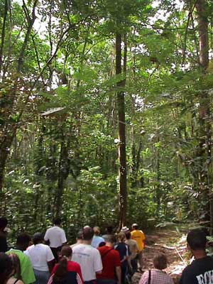 I regnskogen p Trinidad